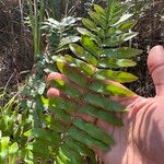 Telmatoblechnum serrulatum Leaf
