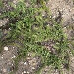 Verbena bracteata Blatt