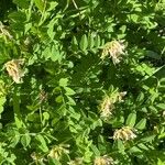 Astragalus frigidus পাতা