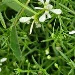 Gypsophila muralis Libunga