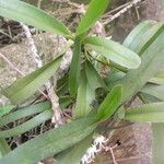 Cyrtorchis ringens Leaf