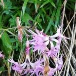 Dianthus superbus Kwiat