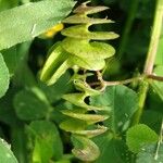 Medicago orbicularis Fruit