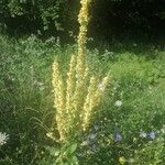 Verbascum speciosum Flor