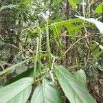 Piper arboreum Leaf