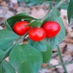 Ruscus aculeatus 果實