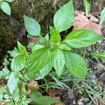 Parietaria debilis Yaprak