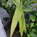 Sobralia rosea Leaf