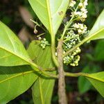 Ocotea dendrodaphne Hoja