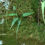 Asplenium rhizophyllum Hábitos