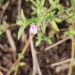 Justicia heterocarpa Bloem