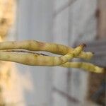 Prosopis cineraria Fruit