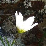 Gagea serotina Fula