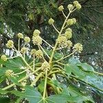 Fatsia japonica Fruto