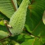 Asclepias syriaca Fruit