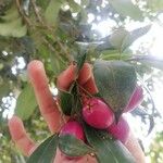 Syzygium paniculatum Fruit