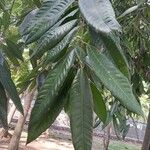 Bouea macrophylla Leaf