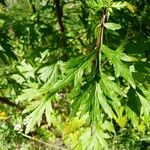 Artemisia vulgaris Blad