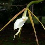 Epidendrum nocturnum Froito