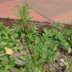 Tagetes filifolia Blatt