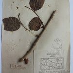 Terminalia anogeissiana Sonstige