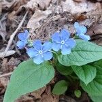 Omphalodes verna फूल