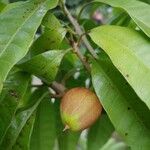 Pouteria campechiana Fruit