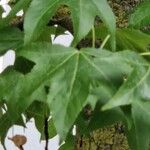 Liquidambar formosana Leaf