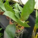 Bifrenaria tyrianthina Tabia