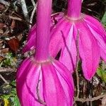 Passiflora tripartita Blad