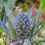 Eryngium alpinum Flower