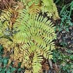 Osmunda regalis Blad