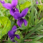 Viola odorataFlower