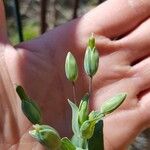 Cerastium perfoliatum Floro