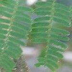 Vachellia farnesiana Leht