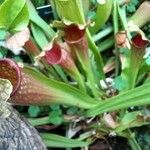 Sarracenia rubra Virág