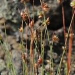 Juncus capitatus Hábito