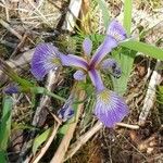 Iris versicolor പുഷ്പം