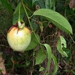 Passiflora nitida Ffrwyth