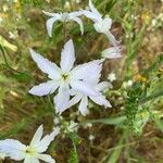Leucocoryne vittata Λουλούδι