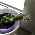 Crassula barklyi Цветок