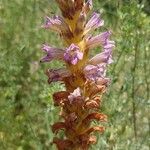 Phelipanche purpurea Fula