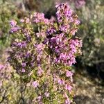 Erica australisFleur