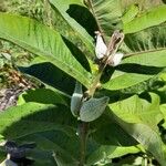 Asclepias syriacaPlod