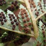 Polystichum ammifolium Fruct