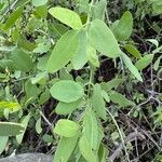 Salvadora persica Leaf