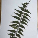 Asplenium polyodon Лист