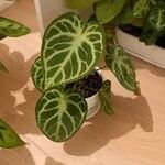 Anthurium crystallinum Hábito