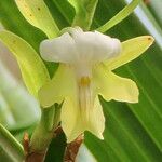 Dendrobium austrocaledonicum Квітка