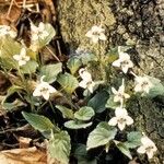 Viola rostrata Habitatea